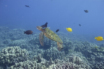 Green sea turtle swimming above a coral reef near the coast of Hawaii © willtu