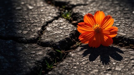 Fototapeta premium Bright orange cosmos flower grows through cracks in dark asphalt road. Colorful wildflower blooms amidst broken pavement in urban environment. Strong plant shows life resilience, natural beauty