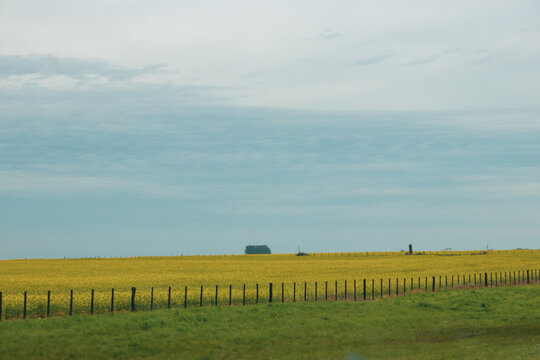 Campo florecido de amarillo
