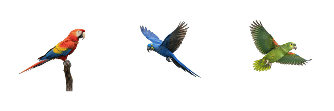 Tropical Parrots Set Colorful Macaws Perched And Flying Isolated Transparent Background PNG Cutout High Quality Exotic Bird Graphic Element For Nature Wildlife Poster Children Education Design