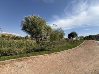 Scenic park landscape with a silver oleaster tree (Elaeagnus angustifolia), walking path, lush green vegetation, and blue sky with white clouds, perfect for nature and outdoor themes. © Bediha Duru Öksüz