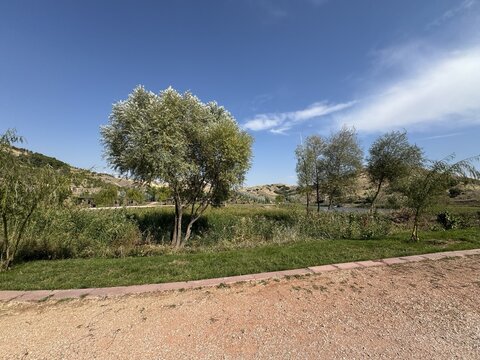Scenic view of a silver oleaster tree (Elaeagnus angustifolia) with silvery-green foliage by a park path and lake under a blue sky, natural landscape and nature photography background.