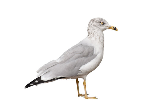 Side view of a ring-billed seagull standing and looking to the right, isolated on transparent background