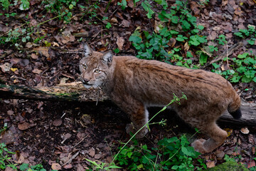 Eurasian lynx Lynx lynx standing on forest ground looking at camera © Tatiana