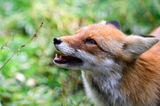 Red fox Vulpes vulpes close up portrait with open mouth showing teeth in Primorsky Krai Russian Far East outdoor wildlife