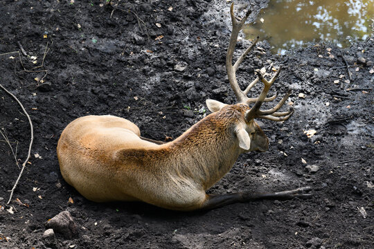 Pere Davids deer Elaphurus davidianus lying on muddy ground near water in forest of Primorsky Krai Russian Far East outdoor wildlife