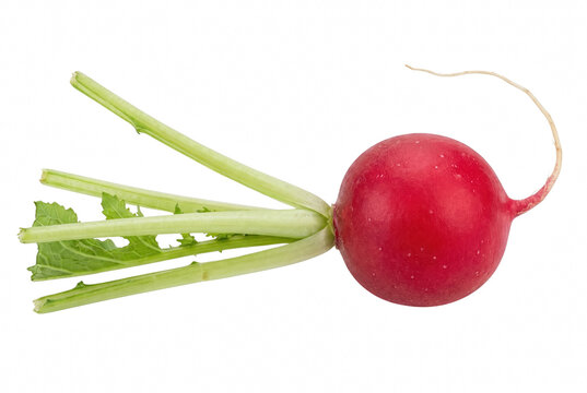 Single fresh red radish with green stalks