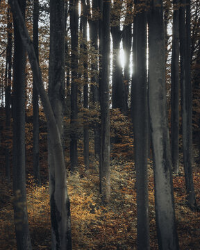 View of tall trees in a dense forest during autumn with golden leaves on the ground and sunlight filtering through the branches in Poland.