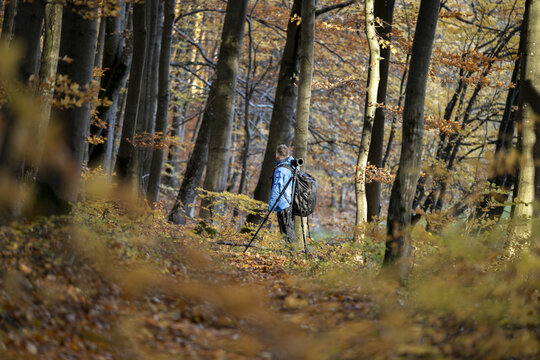 View of a photographer with a tripod and camera gear standing in an autumn forest with golden leaves in Poland.