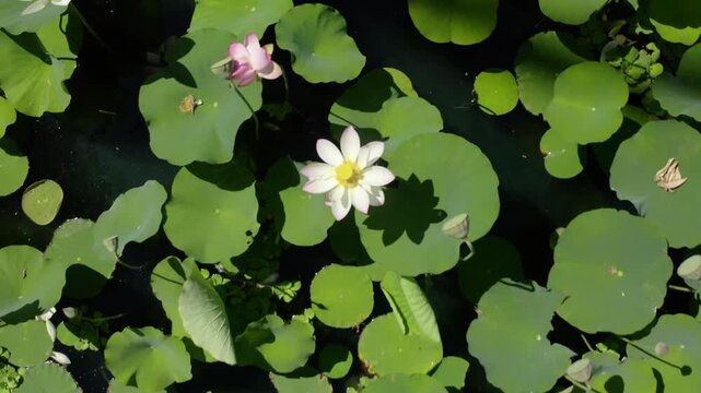 Aerial Rise from Lotus Flower to Reveal Echo Park Pond