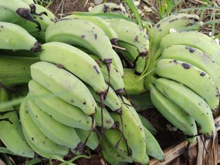 A large bunch of raw green bananas hanging or harvested in a garden © OwnStandArt
