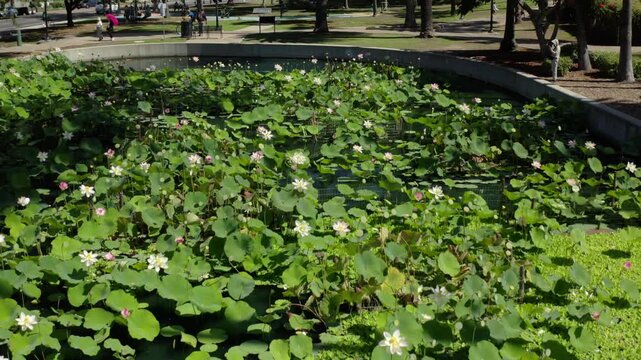 Echo Park Lotus Pond Aerial Descent Reveals Jogger on Lakeside Path
