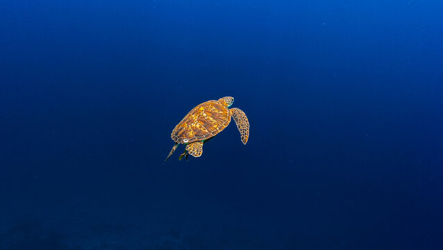 View of a sea turtle swimming in the deep blue waters of Raja Ampat, Southwest Papua, Indonesia.