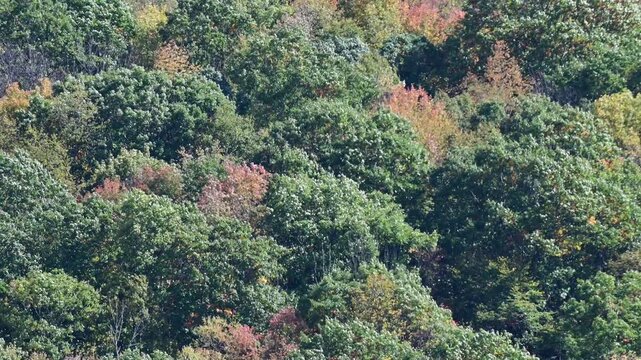 Zoom lanes close up mountain tree tops leaves in the wind, golden fall background video, moving tree crowns in the wind abstract natural pattern, selective focus bokeh