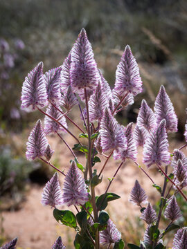 View of Ptilotus flowers with purple and white feathery spikes blooming in the arid landscape of Exmouth, Western Australia, Australia.
