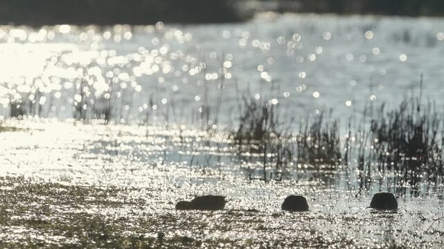 Eurasian Teal, Anas crecca, birds in spring courtship on marshes