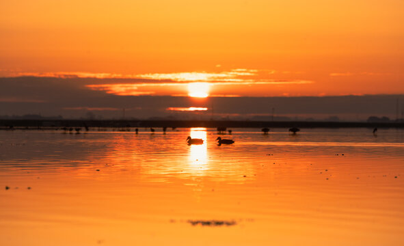 View of ducks swimming in a calm lake during a vibrant golden sunset in the United Kingdom.