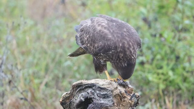 Common buzzard (Buteo buteo) Germany