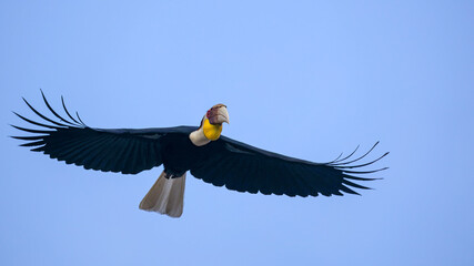 A male Wreathed Hornbill (Rhyticeros undulatus) in majestic flight with fully spread wings, showing its vibrant yellow throat pouch and pure white tail against a clear blue sky. © manoch