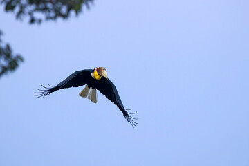 A male Wreathed Hornbill (Rhyticeros undulatus) in majestic flight with fully spread wings, showing its vibrant yellow throat pouch and pure white tail against a clear blue sky. © manoch