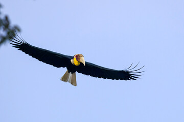 A male Wreathed Hornbill (Rhyticeros undulatus) in majestic flight with fully spread wings, showing its vibrant yellow throat pouch and pure white tail against a clear blue sky. © manoch
