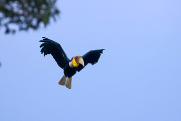 A male Wreathed Hornbill (Rhyticeros undulatus) in majestic flight with fully spread wings, showing its vibrant yellow throat pouch and pure white tail against a clear blue sky. © manoch