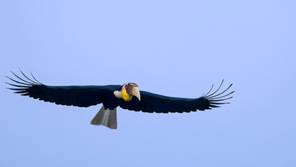 A male Wreathed Hornbill (Rhyticeros undulatus) in majestic flight with fully spread wings, showing its vibrant yellow throat pouch and pure white tail against a clear blue sky. © manoch