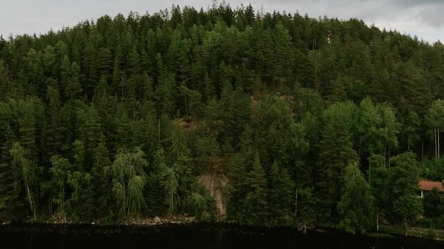 Aerial view of a dense pine forest bordering a calm lake in Hameenlinna, Kanta-Hame, Finland.