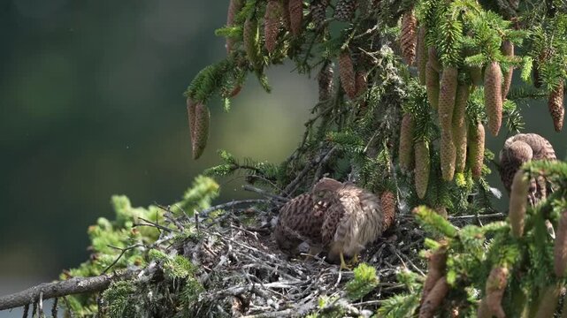 Kestrel (Falco tinnunculus), young birds not yet able to fly in the nest, eating mouse, Rhineland-Palatinate, Germany
