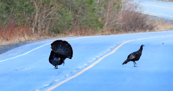 Wild turkey. Meleagris gallopavo. Male in courtship display with a female on a country road. Region of La Mauricie, province of Quebec. Canada