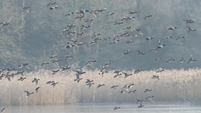Eurasian Wigeon, Mareca penelope, birds in flight over winter marshes