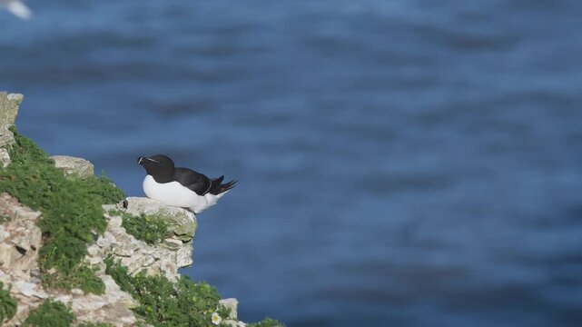 Razorbill, Alca torda, Bempton Cliffs, Yorkshire, England, United Kingdom