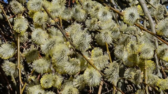 Hanging pussy willow (Salix caprea 'Kilmarnock') in spring in Ystad, Sk&aring;ne County, Sweden, Scandinavia