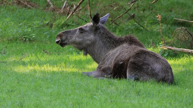 Elk (Alces alces), adult, female, sitting, meadow, feeding, chewing, captive, enclosure zone Bavarian Forest, Germany