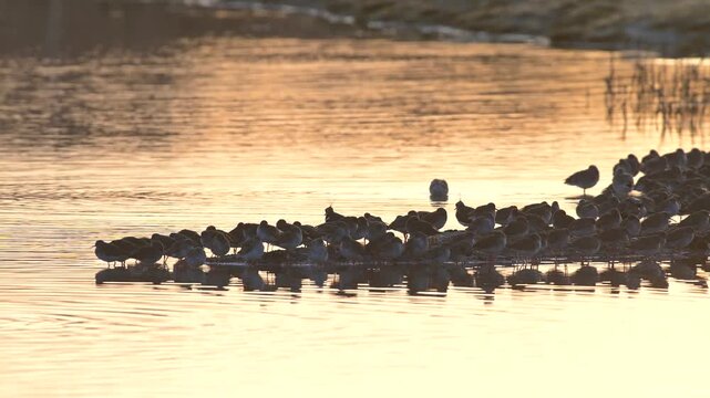 Common Redshanks (Tringa totanus) and Northern Lapwing (Vanellus vanellus) in environment at sunrise, Devon, England, United Kingdom