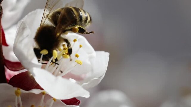 Apricot tree, apricot blossom, blossoming apricot branch with honey bee, apricot (Prunus armeniaca), Austria