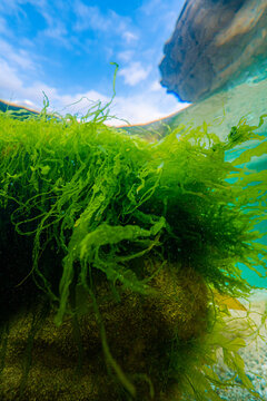View of vibrant green seaweed clinging to a submerged rock beneath the clear water surface with a bright blue sky visible above in the United Kingdom.