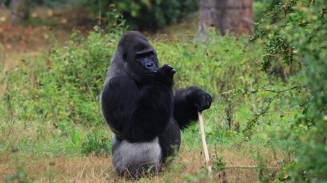 Western gorilla (Gorilla gorilla), adult, male, silverback, foraging, eating, West Africa