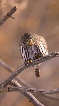 A small pygmy owl perched on a branch eating its prey