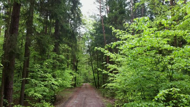 Drone flight along a forest road in a mixed forest, Eastern Styrian hills, Styria, Austria