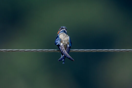 whiskered treeswift elongated white &ldquo;whiskers&rdquo; and brows give this elegant species 