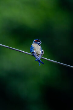 whiskered treeswift elongated white &ldquo;whiskers&rdquo; and brows give this elegant species 