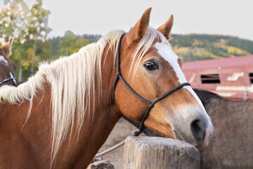 One palomino horse stands tied to a wooden hitching post. © Janice
