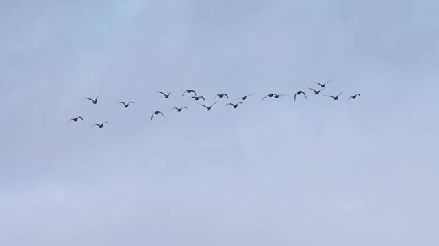 Brent Goose, Branta bernicla, flock of birds in flight over Marshes at winter time