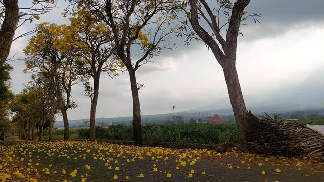 Yellow flowering Tabebuia trees shed their petals during autumn. Blooming Tabebuia trees drop their petals onto the ground amidst the autumn foliage.