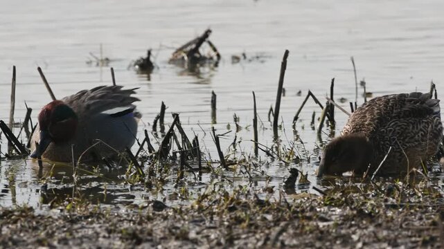 Eurasian Teal, Anas crecca, birds in spring courtship on marshes