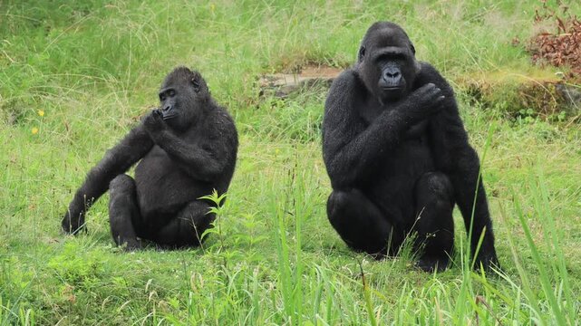Western gorilla (Gorilla gorilla), adult, female, young, sitting, on the ground, in the rain, grooming, Central African Republic