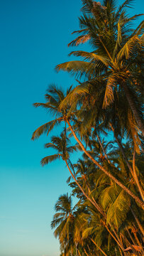 Tall palm trees glowing in warm golden hour sunset light against a clear blue sky background