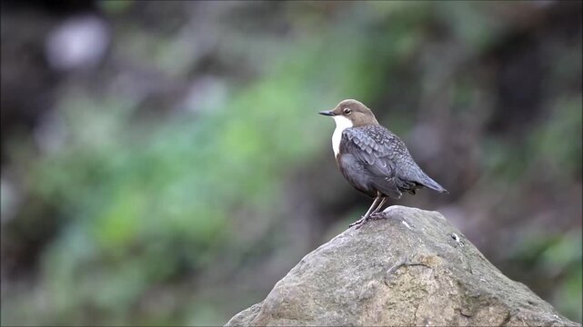 White-throated Dipper (Cinclus cinclus), standing on a stone, chirping, courtship display, Hesse, Germany