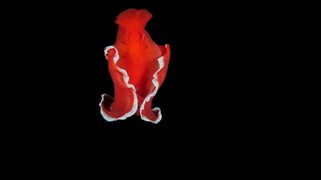 Spanish dancer (Hexabranchus sangineus) free-swimming at night, Mangrove Bay house reef, El Quesier, Egypt
